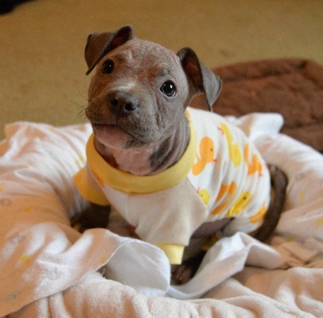 pitbulls in jammies