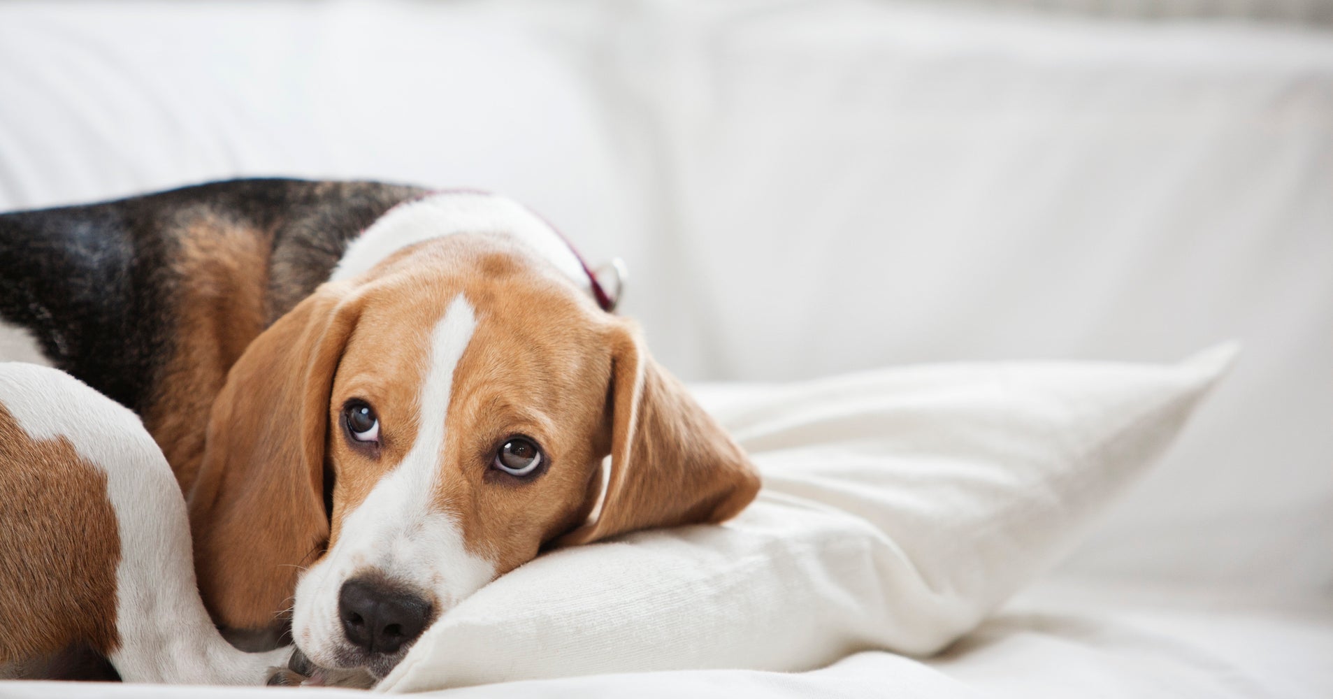 7 Ways To Get Rid Of Bad Odors In Your Home HuffPost