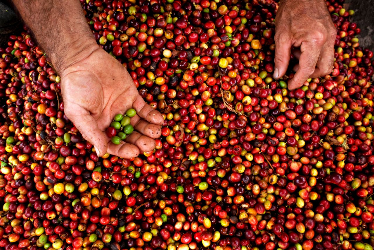 Coffee growers are the most vulnerable link in the production chain.