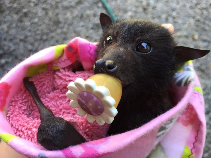 cute baby fruit bat