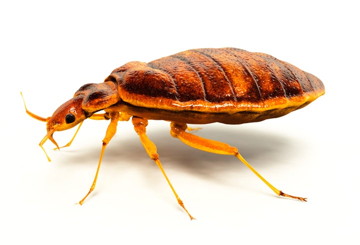 Bed bugs: a changin' near you.