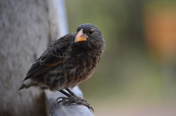 Galapagos finch: evolution in action?
