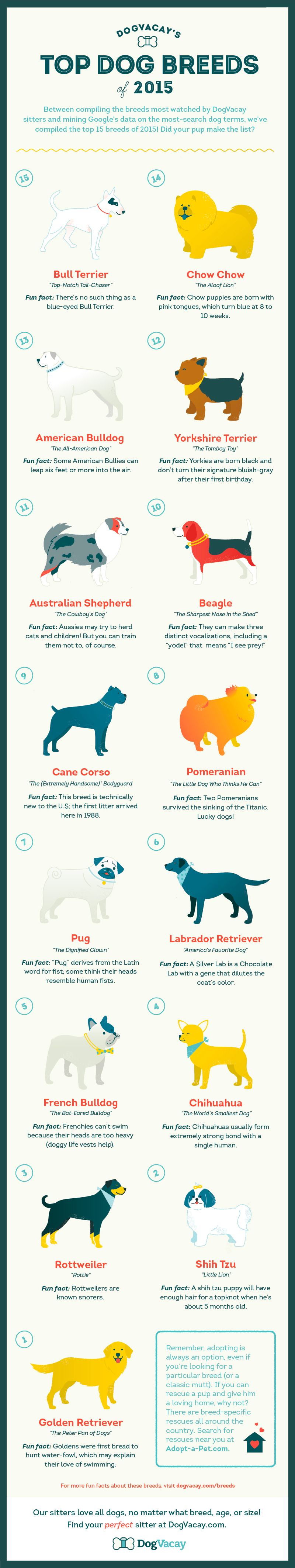 top 15 dog breeds