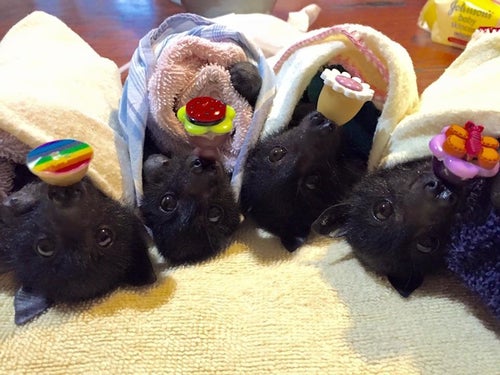 Baby Fruit Bat Pacifier
