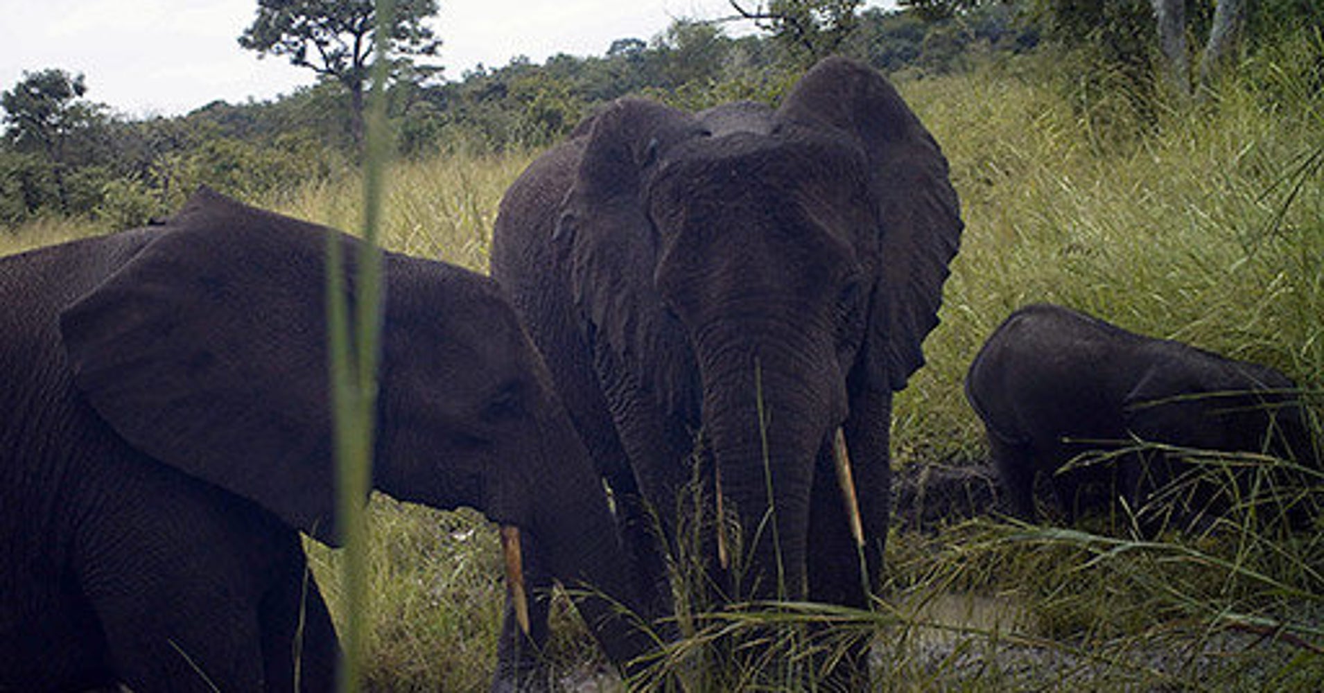 A Rare Look At What's Lurking In South Sudan's Remote Forests HuffPost