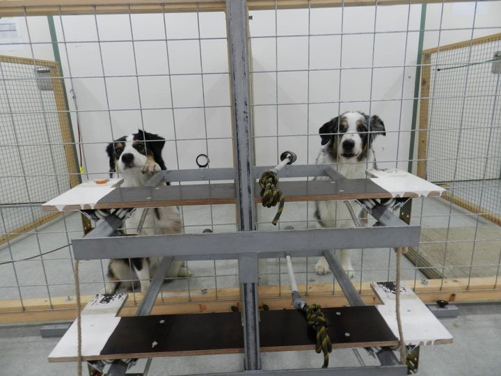 Two dogs are seen during a behavioral experiment in Vienna. A donor dog, right, is able to choose whether the dog on the left will receive a treat.