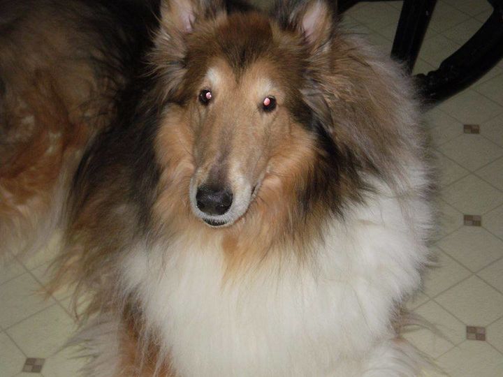Scott Niles wants to know what happened to his purebred Collie, Rusty.