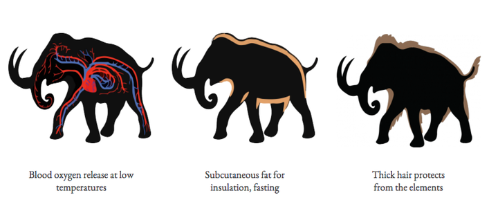 Building a mammoth out of an Asian elephant begins with three major adaptations.<a href="http://longnow.org/revive/wp-content/uploads/2014/09/wm_blood_transp.png" role="link" class=" js-entry-link cet-external-link" data-vars-item-name="" data-vars-item-type="text" data-vars-unit-name="567313f8e4b0648fe302a45e" data-vars-unit-type="buzz_body" data-vars-target-content-id="http://longnow.org/revive/wp-content/uploads/2014/09/wm_blood_transp.png" data-vars-target-content-type="url" data-vars-type="web_external_link" data-vars-subunit-name="article_body" data-vars-subunit-type="component" data-vars-position-in-subunit="2"><br></a>