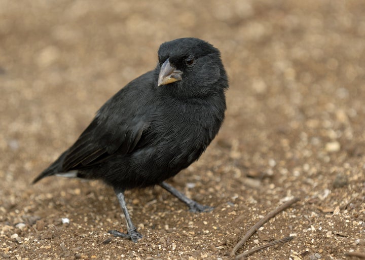 One of Darwin's finches in the Galapagos.