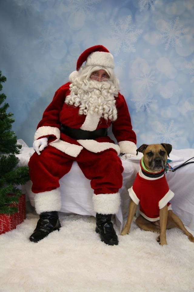 Pit Bulls Dressed In Holiday Clothes Make Us Believe In Santa Paws ...