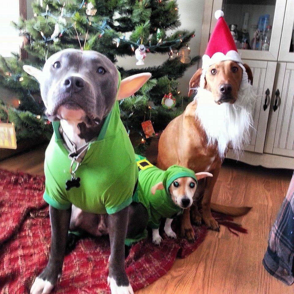 pitbull christmas clothes