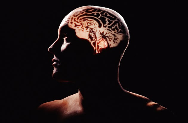 Landmark Study Identifies Key Brain Difference In