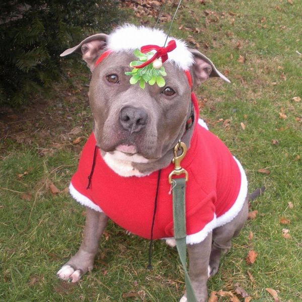 Pit Bulls Dressed In Holiday Clothes Make Us Believe In Santa Paws ...