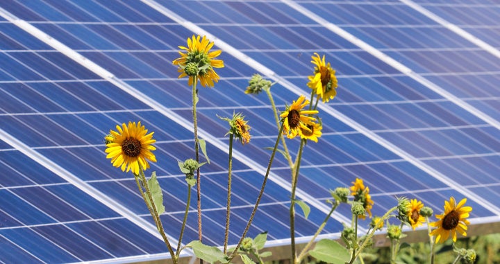 Sunflowers and solar panels share the sun's rays at Pikes Peak Solar Garden in Colorado Springs.