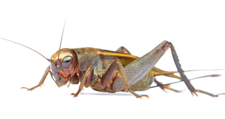 A field cricket, like those found in Hawaii.