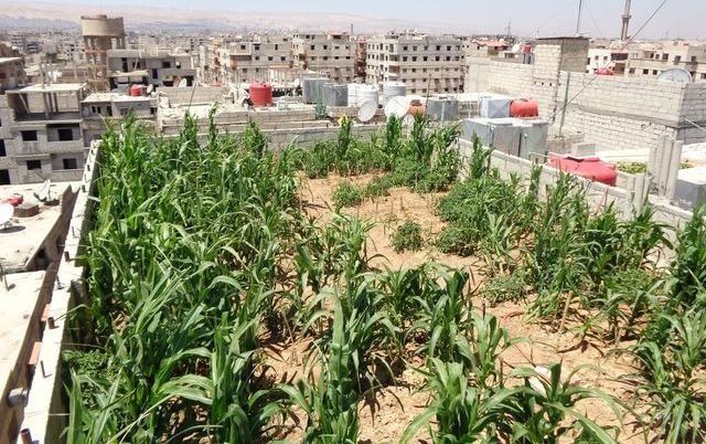 Rooftop gardens are popping across Damascus neighborhoods, allowing people to find new ways of feeding themselves.
