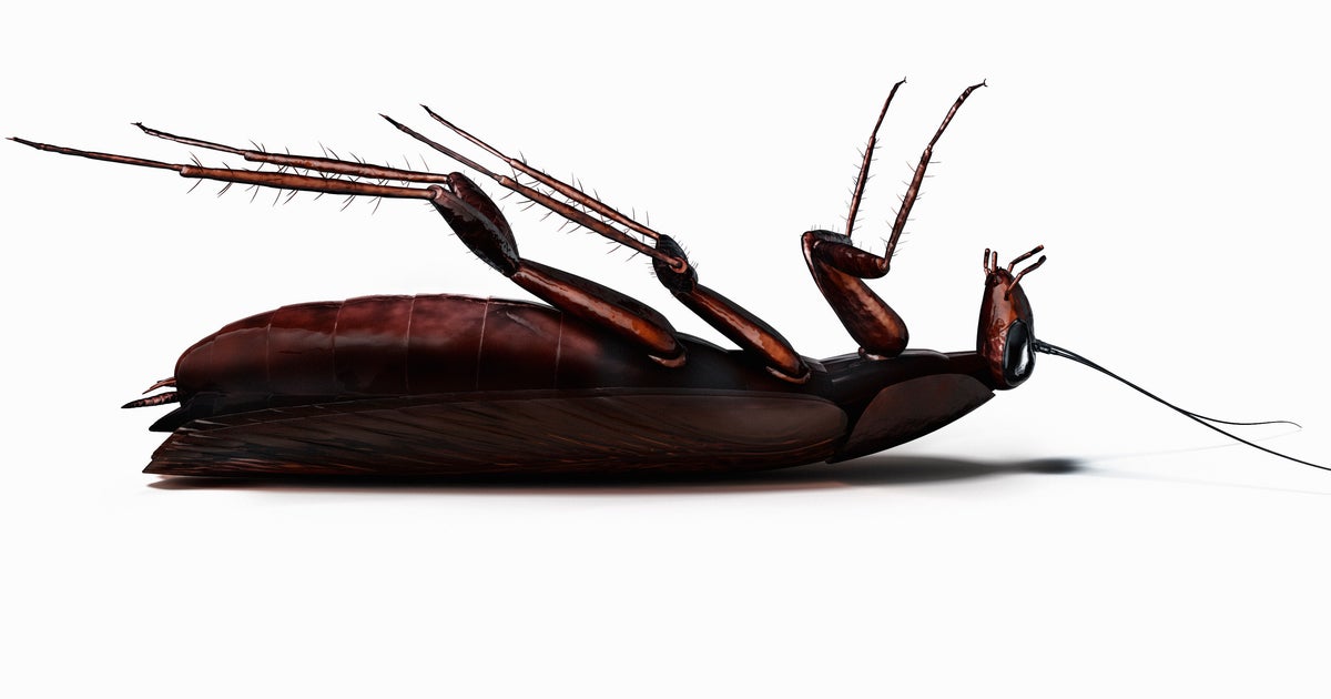 College Students Build Elaborate Shrine To Dead Cockroach | HuffPost ...