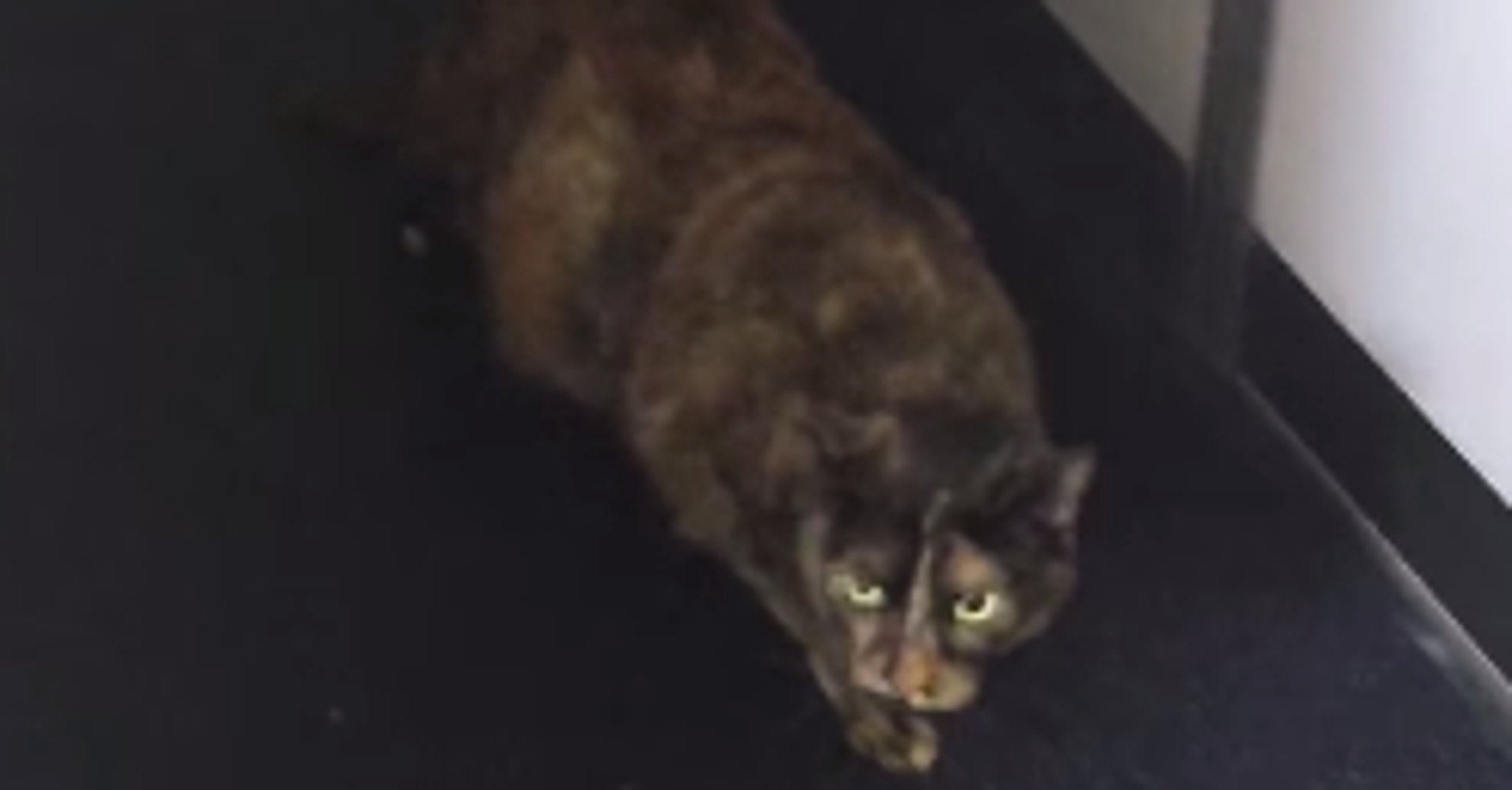 Watch What Happens When This Cat Slips Its Carrier On A Delta Plane