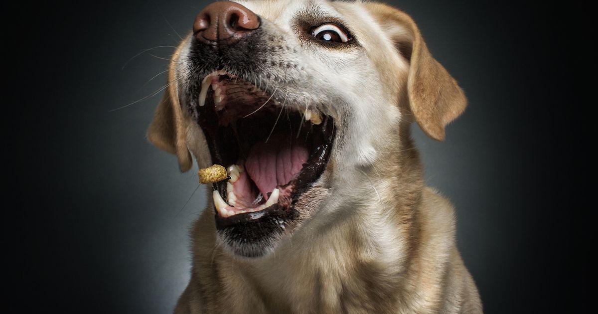 Photographer's Hilarious Portraits Capture Dogs Trying To Catch Treats