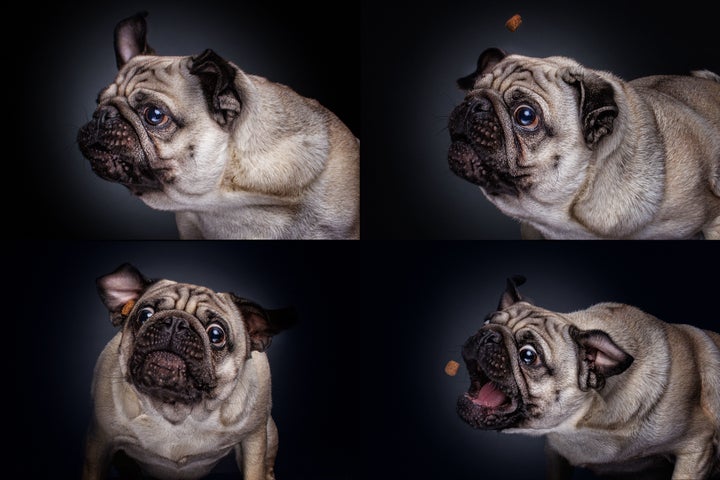 Photographer's Hilarious Portraits Capture Dogs Trying To Catch Treats