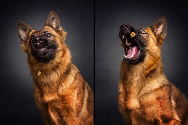 We wish we could help shepherd this biscuit into this pup’s mouth.