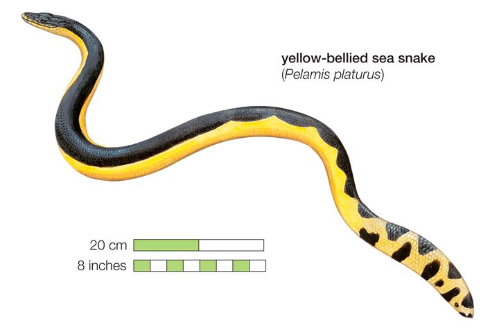 The snake, also known as Pelamis platurus, is common in the Pacific and Indian Oceans. Friday's discovery is said only to be California's fifth documented sighting.