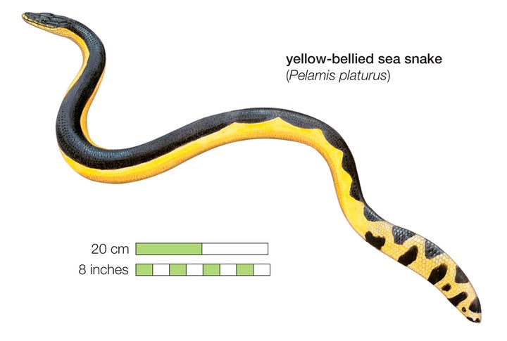 The snake, also known as Pelamis platurus, is common in the Pacific and Indian Oceans. Friday's discovery is said only to be