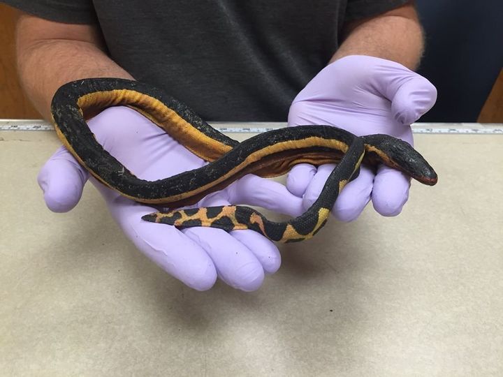 An extremely rare yellow-bellied sea snake is seen after washing ashore south of Los Angeles on Friday.
