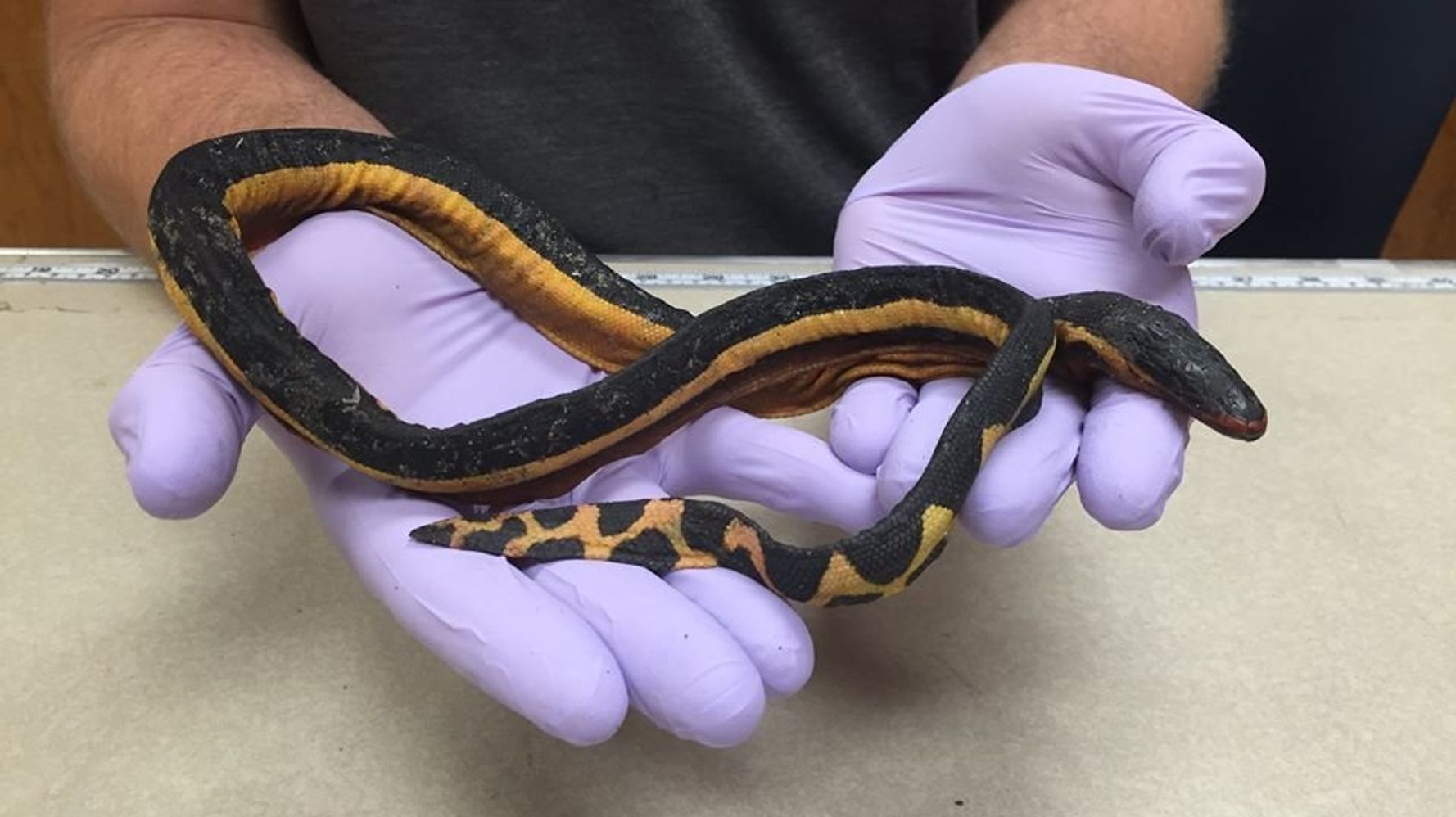 What Are the Most Venomous Sea Snakes in the World?