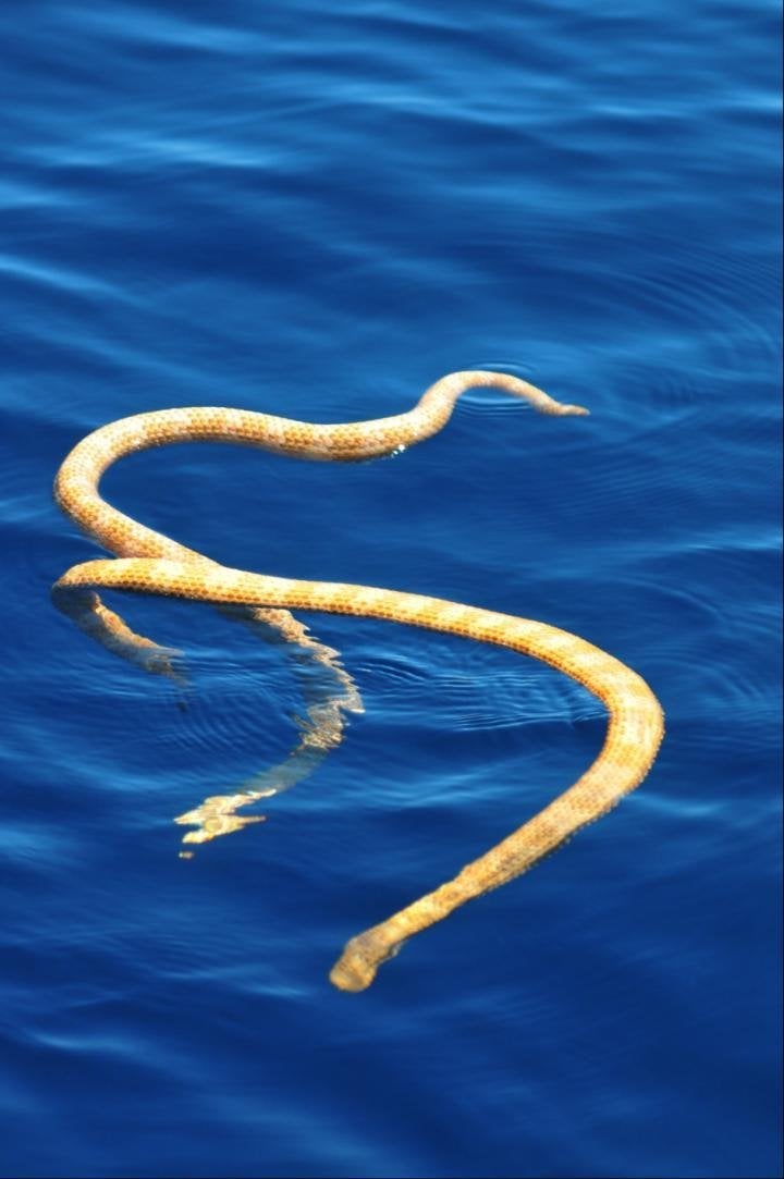 Two critically endangered short-nosed sea snakes were recently photographed off Australia's west coast. The species hadn