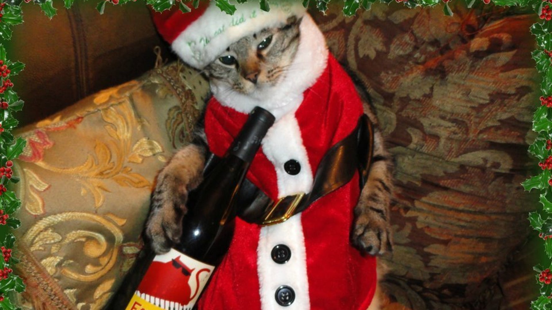 Cats dressed up deals