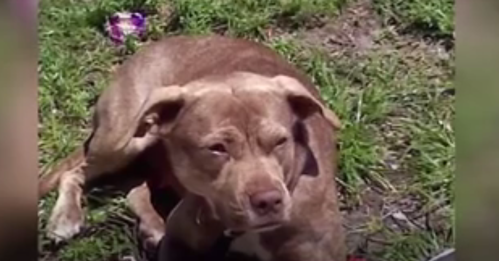 Pitbull kills small boy