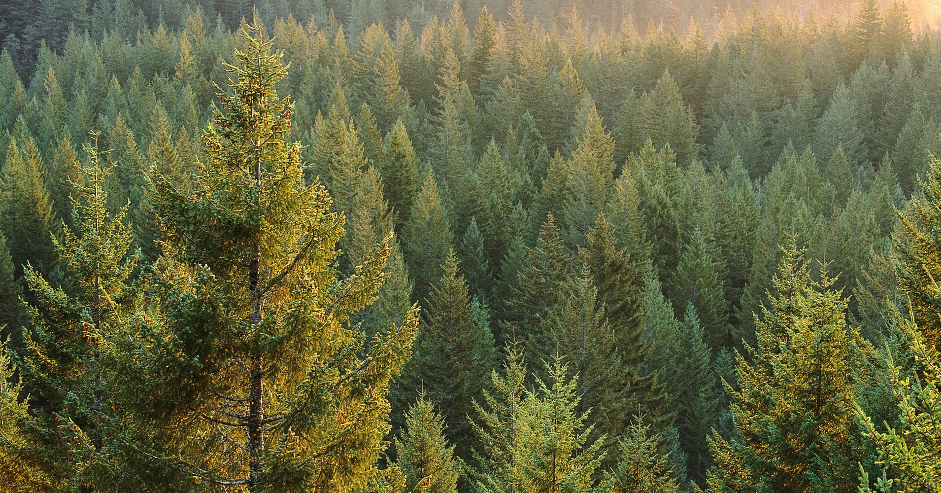 climate-change-killing-trees-off-at-alarming-rates-huffpost