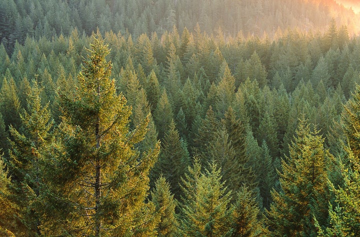 According to a recent study, unchecked climate change could kill off almost all needleleef evergreen trees in the Southwest U.S. in the next century.