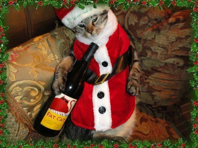 Cats Dressed Up For Christmas Are The Greatest Gift This Holiday Season ...