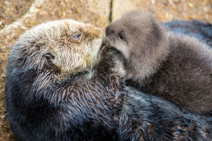 Wild Otter Swims Into Aquarium's Tide Pool, Gives Birth To Adorable Pup ...