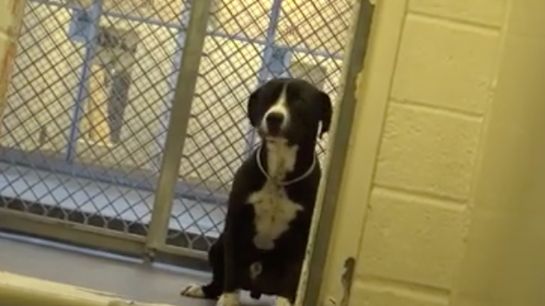 Shy Shelter Dog's Reaction To Getting Adopted Is The ...