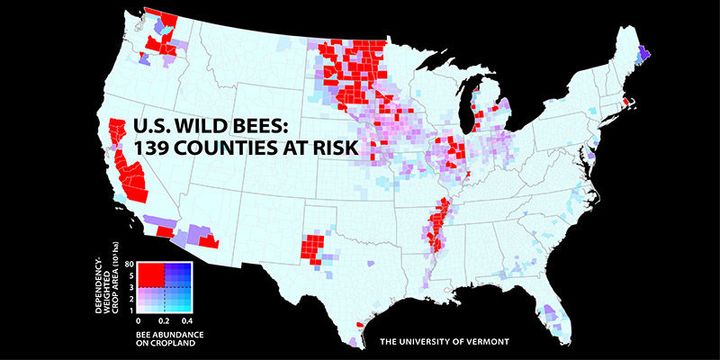 New research identifies 139 counties in key agricultural regions of California, the Pacific Northwest, the Midwest, west Texas and the Mississippi River valley facing wild bee declines.