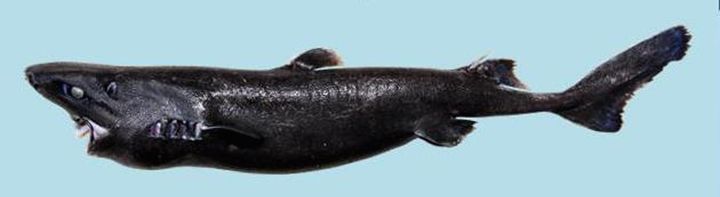 The species of lanternshark is the first of its kind ever found in Central American waters.