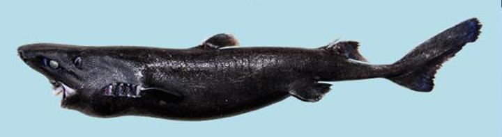 The species of lanternshark is the first of its kind ever found in Central American waters.