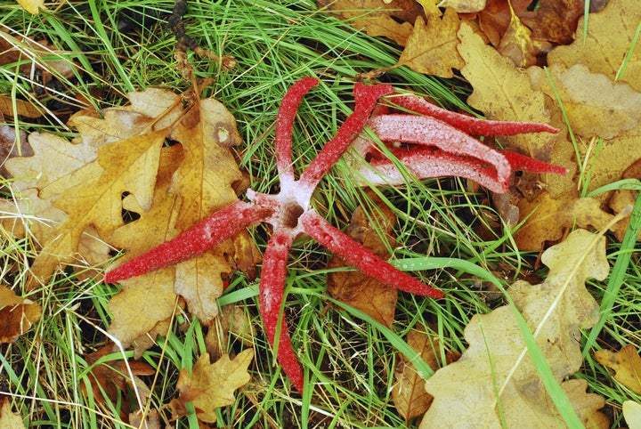 Clathrus archeri, also known as octopus stinkhorn mushroom or devil's fingers.