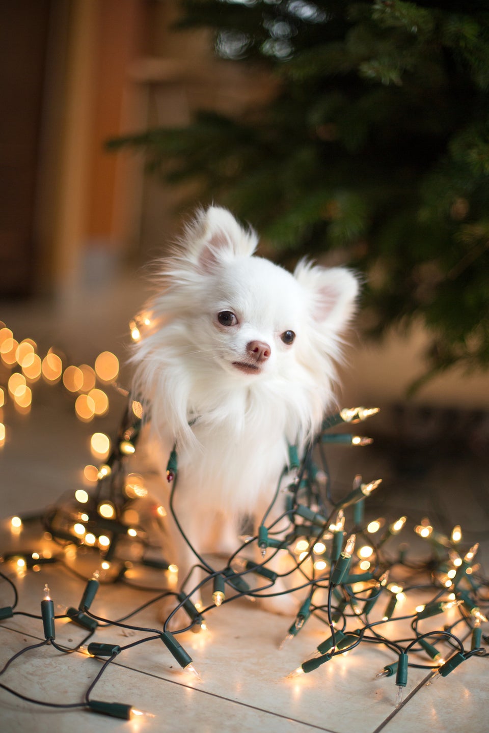 15 Weird Photos Of People Tangled In Christmas Lights