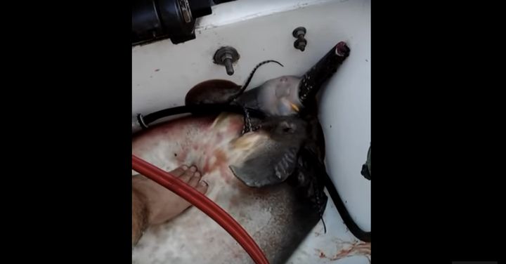 A stingray is seen giving birth to at least a dozen babies inside of some fishermen's boat.