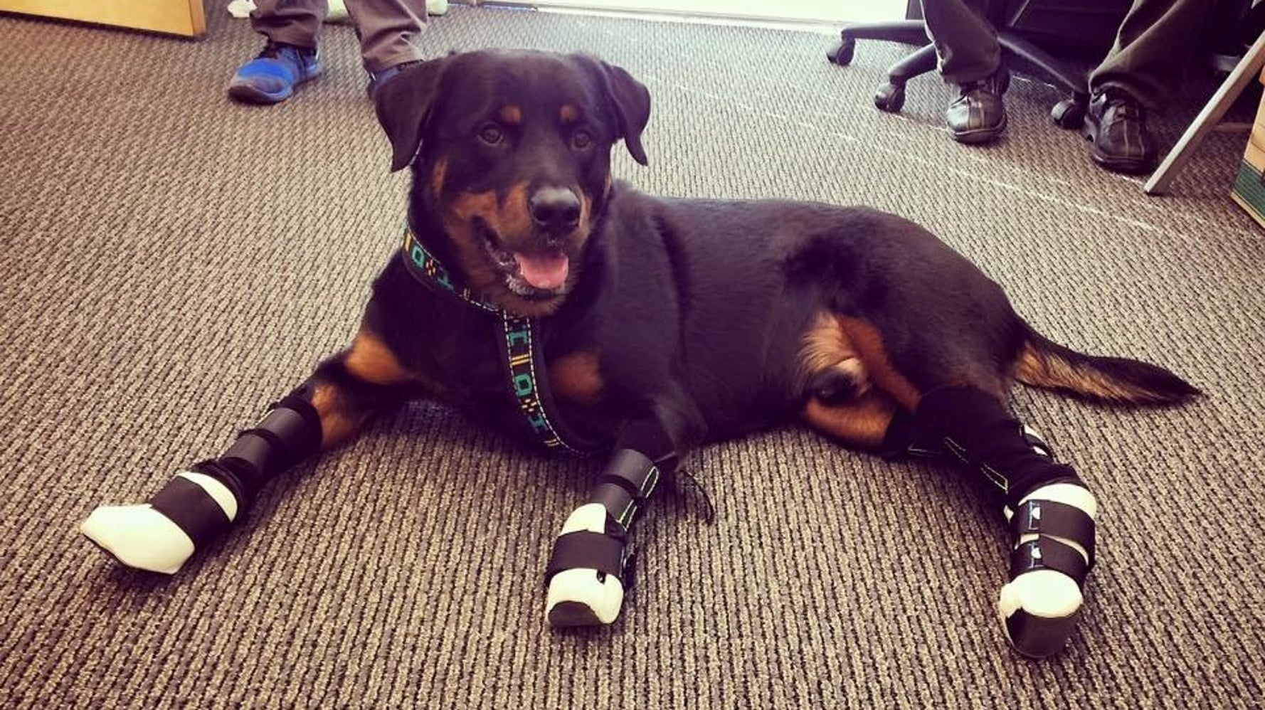 Quadruple Amputee Dog Walks Again Thanks To Prosthetic Paws HuffPost Impact