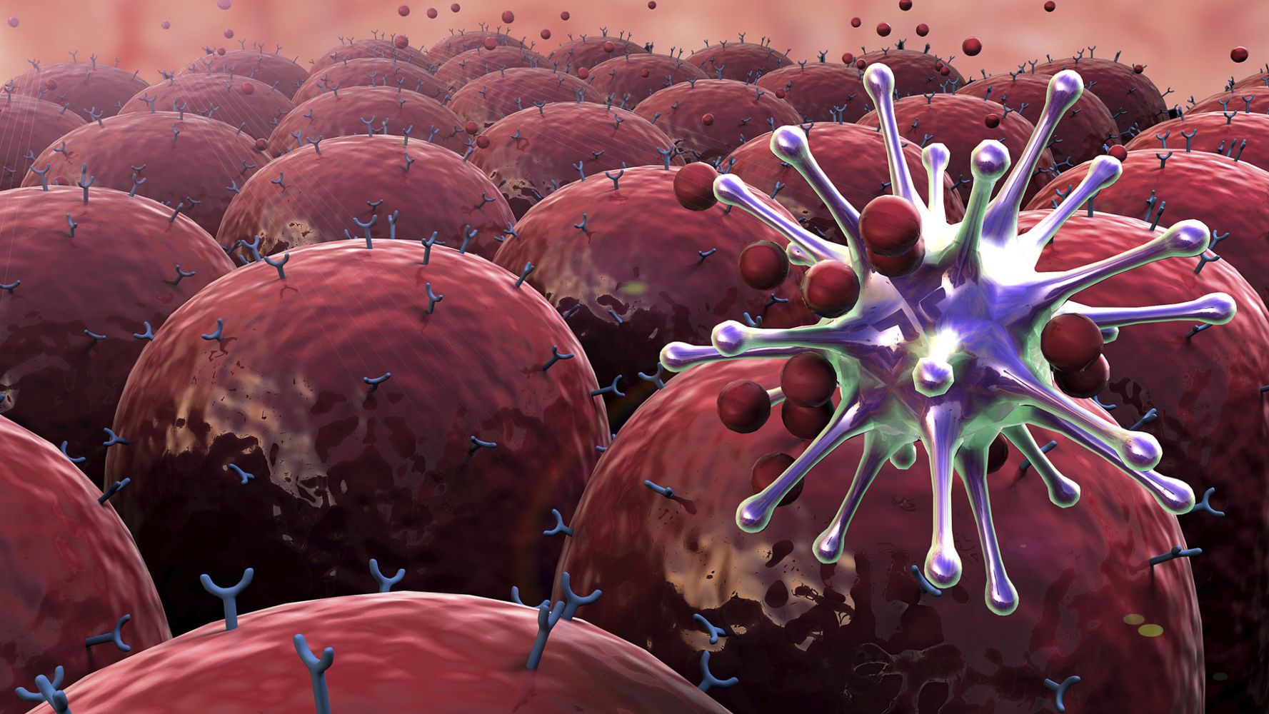 Атакующие клетки. Иммунные клетки. Клетка человека. Вирус атакует клетку. Защитные клетки человека.