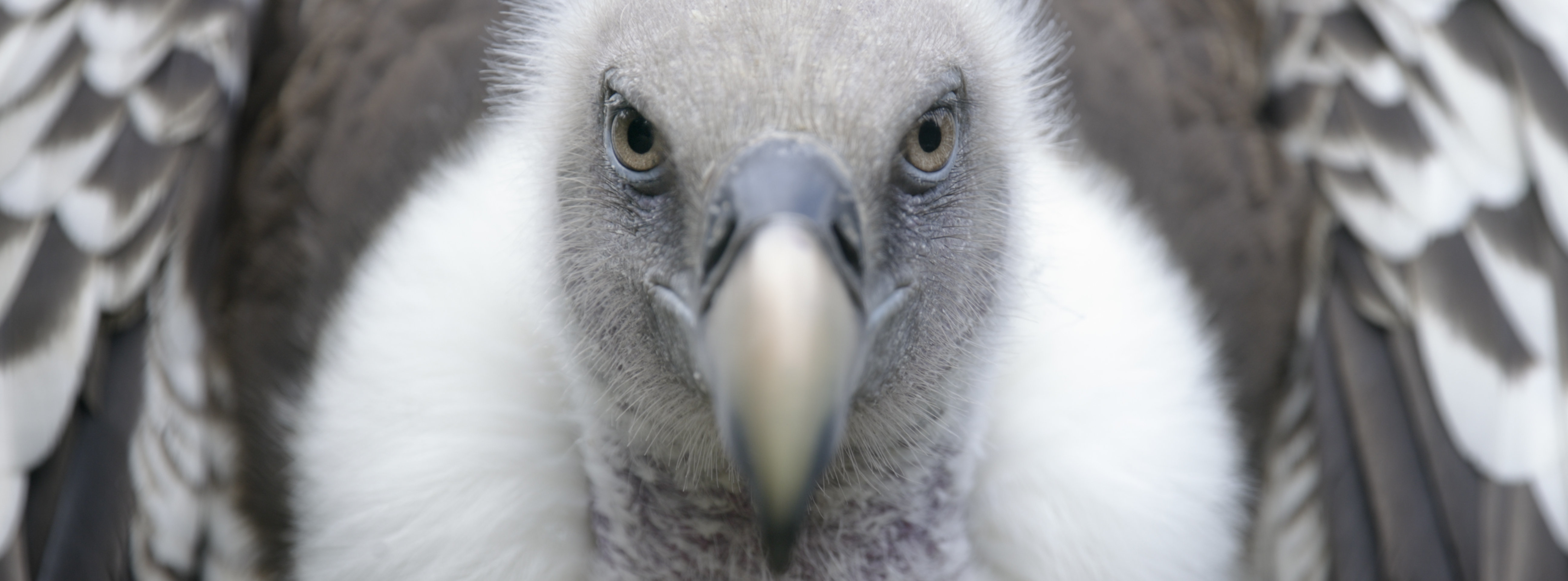 Vultures Tend To Eat Their Meals Butt-First, And Here's Why | HuffPost