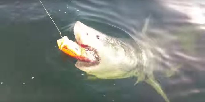 A great white shark is seen polishing off what remains of a red snapper off Florida's northeast coast on Saturday.