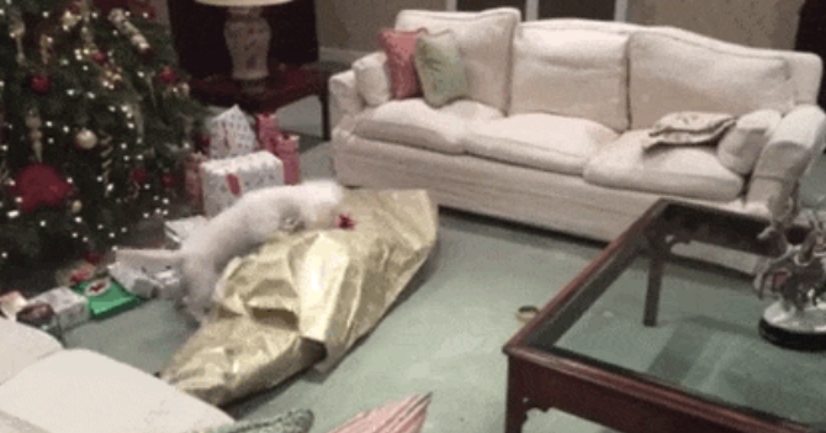 Dog FLIPS OUT When He Unwraps His Christmas Present | HuffPost Impact
