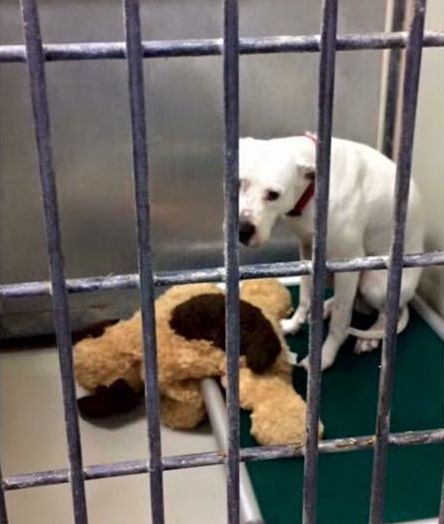 Dog Sent To Shelter With His Favorite Teddy Bear Needs A Forever Home |  HuffPost Good News