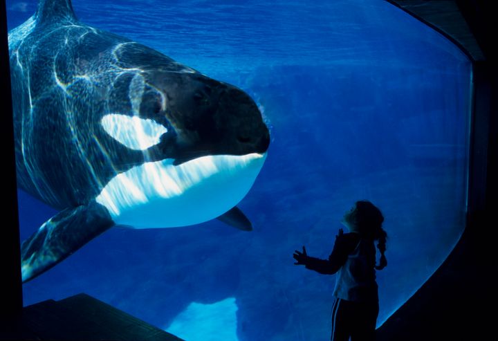 The lawsuit claims the California Coastal Commission overstepped its authority when it imposed a restriction on breeding killer whales.